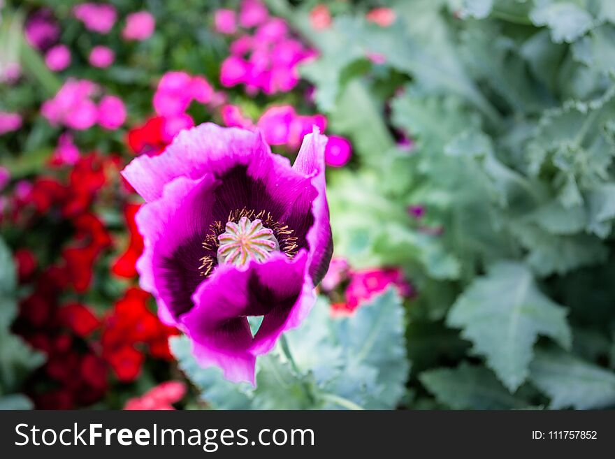 Opium can be extracted as heroin.