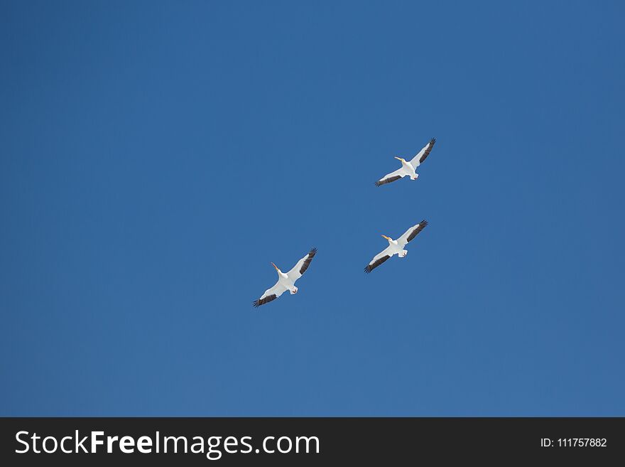 Three American Pelicans flying in formation from below on bright blue sky. Three American Pelicans flying in formation from below on bright blue sky