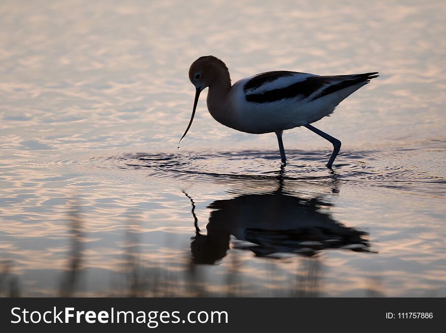 One American Avocet gracefully wading in colourful rippled water at sunset. One American Avocet gracefully wading in colourful rippled water at sunset