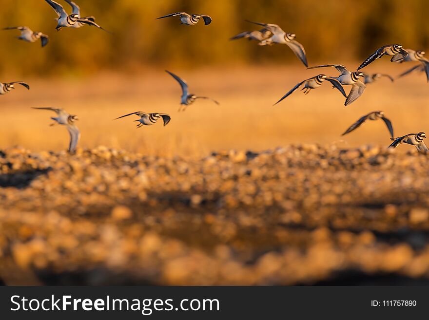 An abstract photo of a group of Killdeers hovering in an orange sunset colored backdrop. An abstract photo of a group of Killdeers hovering in an orange sunset colored backdrop