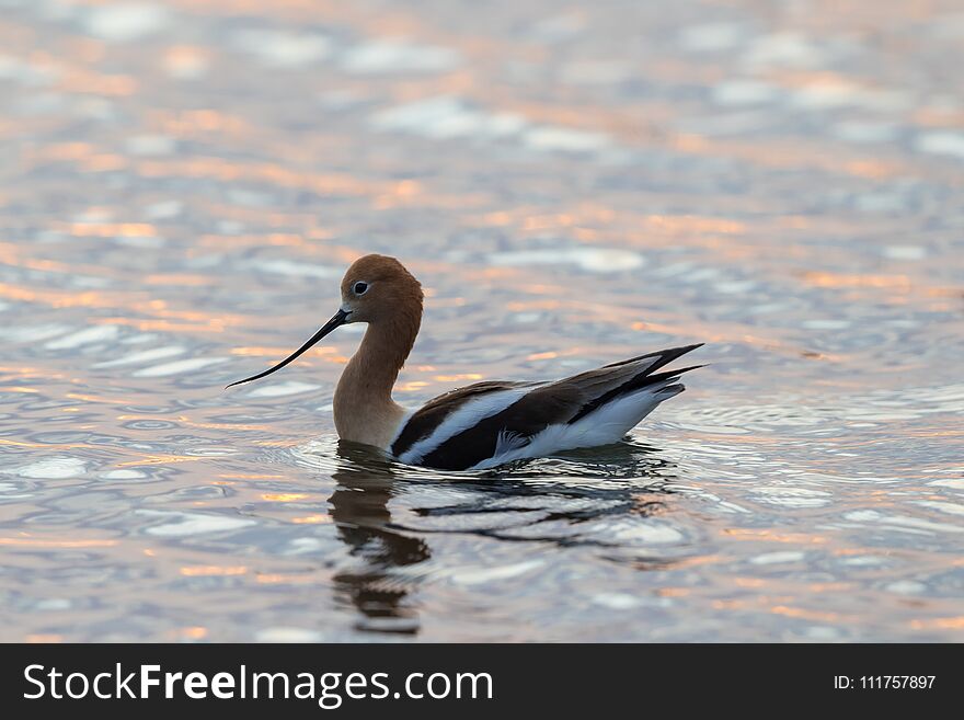 Pink white and blue ripples top wavelets as an Avocet hunts on a wave pond. Pink white and blue ripples top wavelets as an Avocet hunts on a wave pond