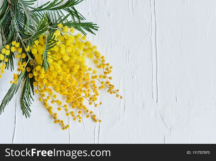 Floral background: a branch of Mimosa on a light background, copyspace for your text: greeting card, blank, mockup, background for