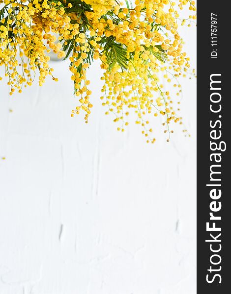 Floral background: a branch of Mimosa on a light background, copyspace for your text: greeting card, blank, mockup, background for greetings on mother's day, international women's day, soft focus