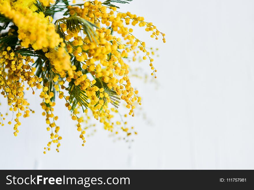 branch of a Mimosa on a light background, copyspace for your text: greeting card, blank, mockup, background for greetings on mothe