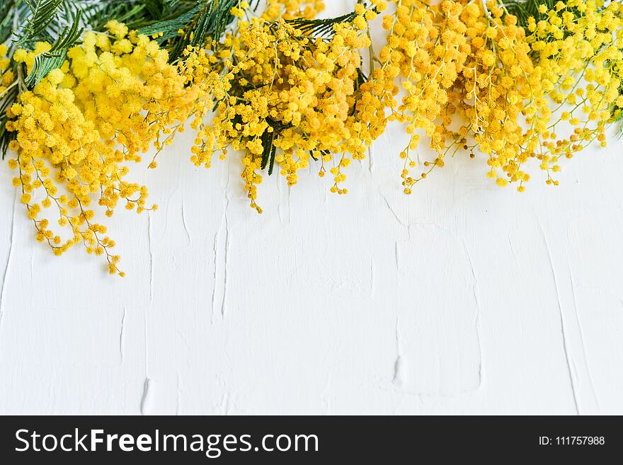 Floral background: a branch of Mimosa on a light background, copyspace for your text: greeting card, blank, mockup, background for
