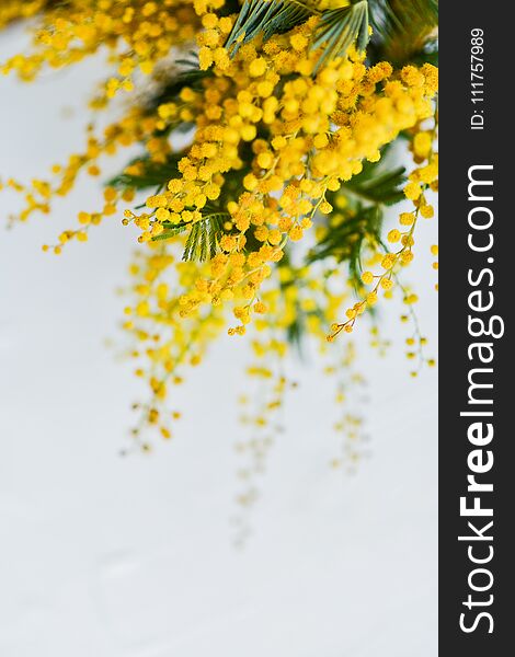 branch of a Mimosa on a light background, copyspace for your text: greeting card, blank, mockup, background for greetings on mother's day, international women's day, soft focus