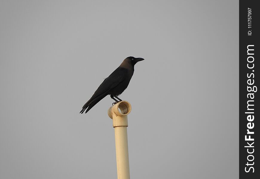 Indian domestic gray crow