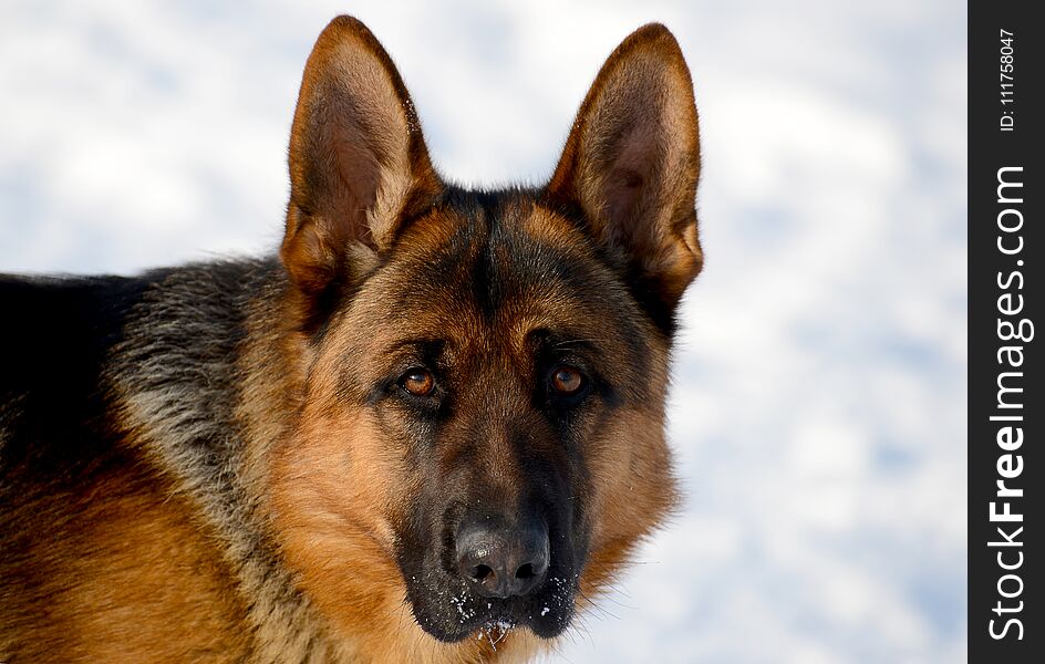 Dog german shepherd in a park in a winter day