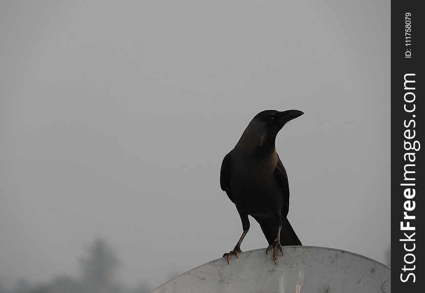 Indian domestic gray crow