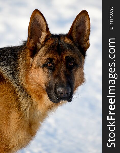 Dog german shepherd in a park in a winter day