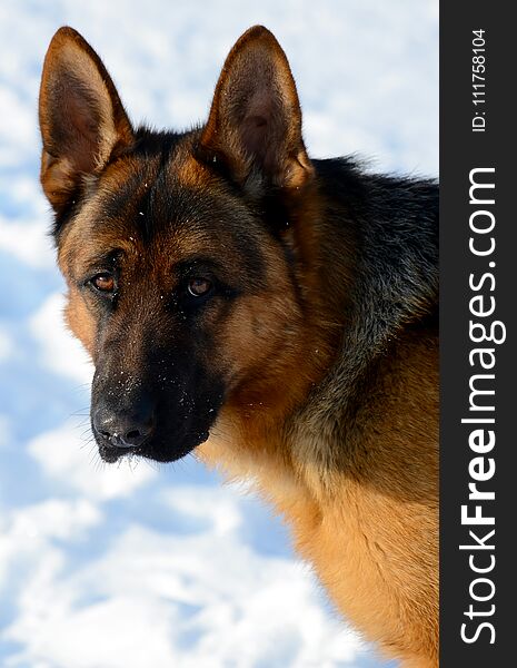 Dog german shepherd in a park in a winter day