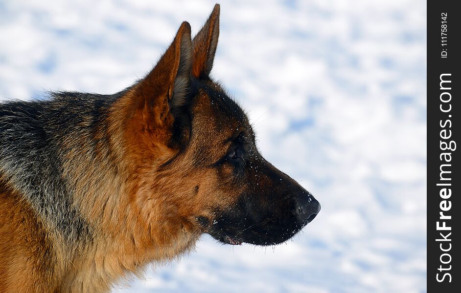 Dog german shepherd in a park in a winter day