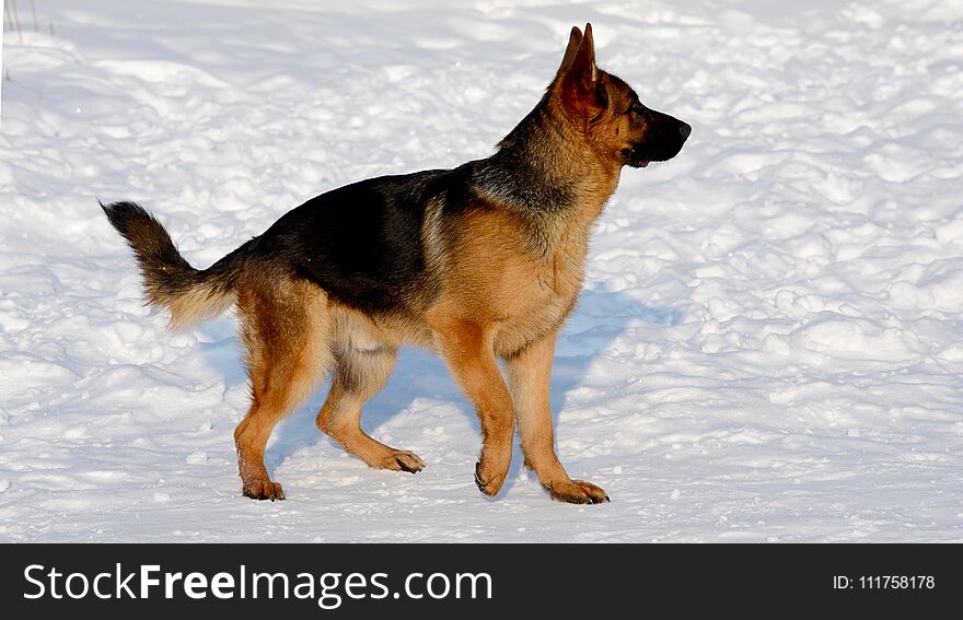 Dog german shepherd in a park