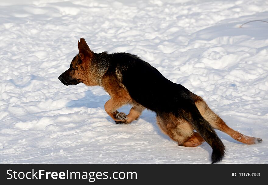 German shepherd running in the snow