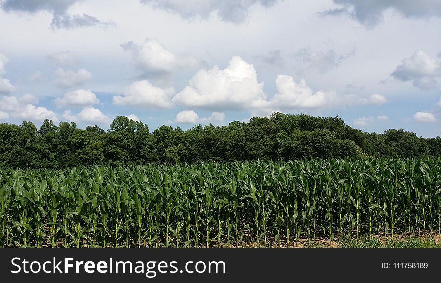 Summer Corn Crop