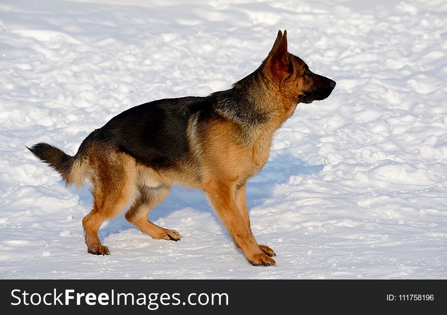 Dog german shepherd in a park in a winter day