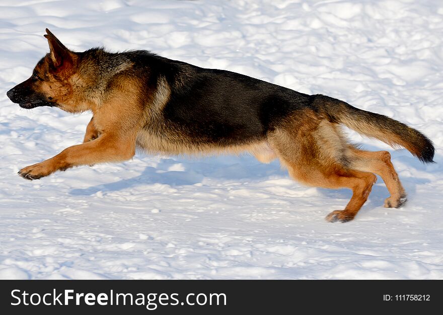 Young puppy german shepherd running in the snow