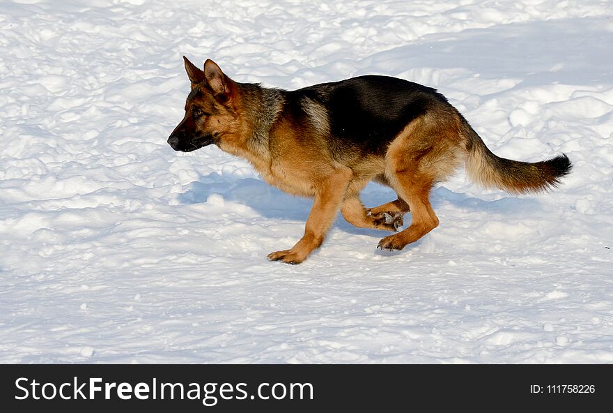 Young puppy german shepherd running in the snow