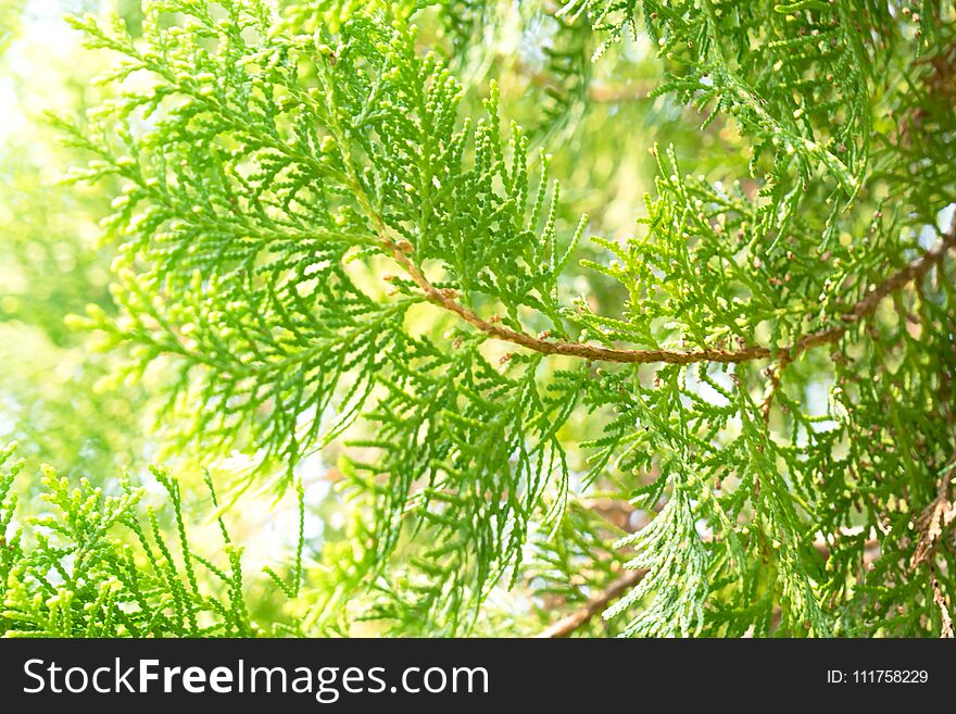 Closeup Pine Green Leaf For Background