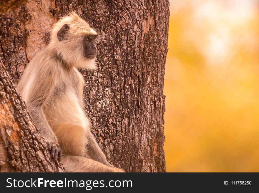 Langur giving a cute look at the visitors in the forest