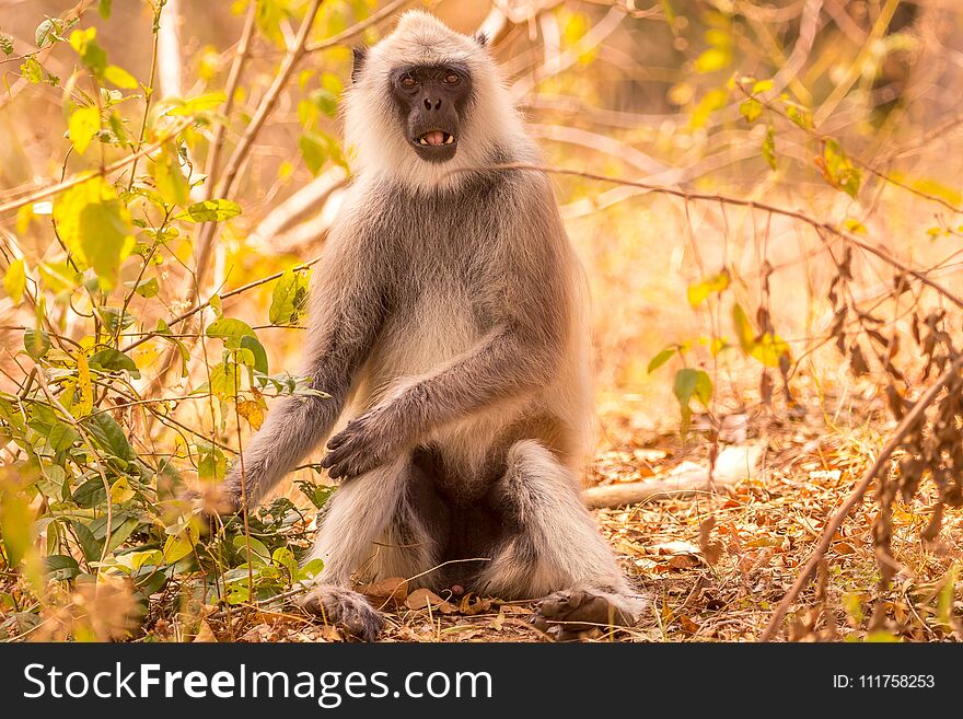 Langur giving a cute look at the visitors in the forest area