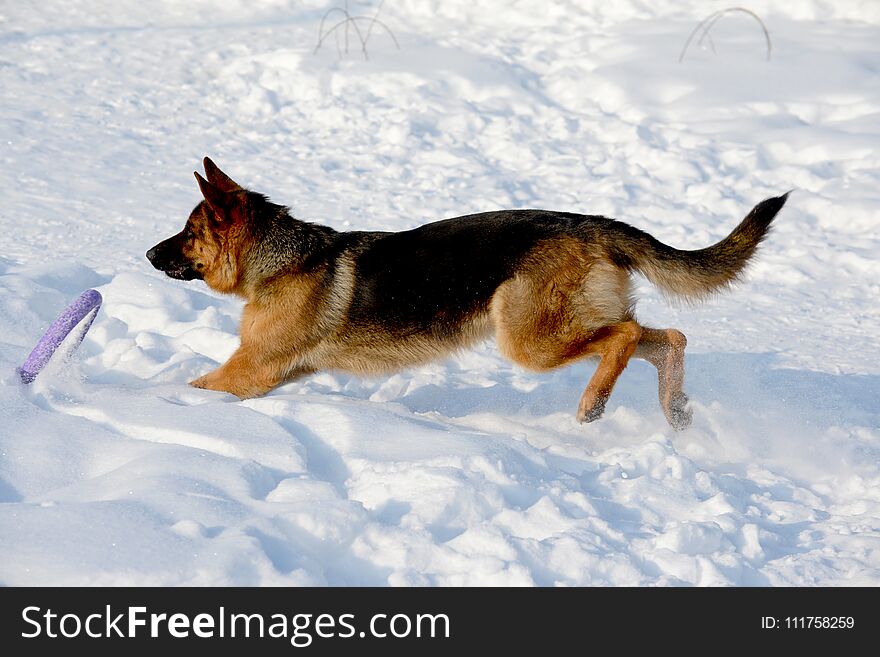 Young puppy german shepherd playing in the snow