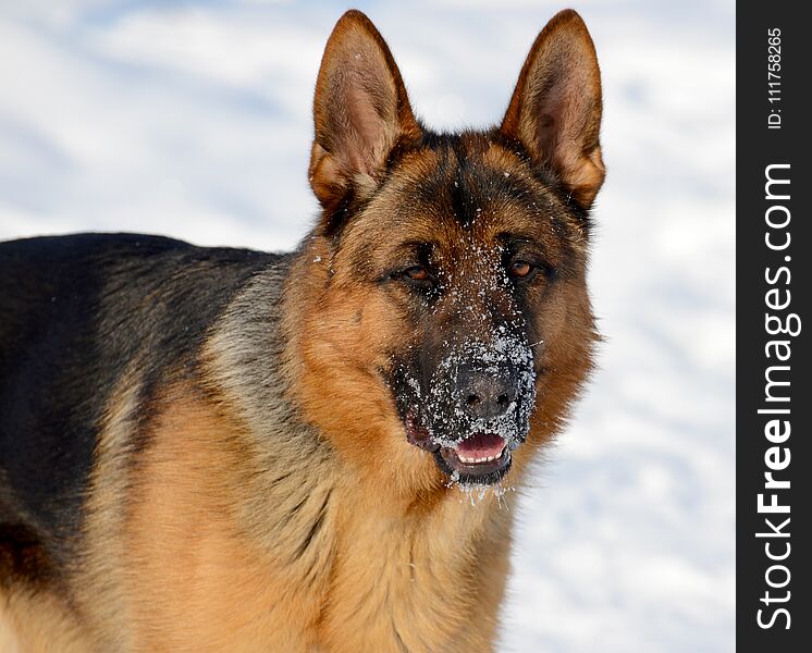 Dog german shepherd in a park in a winter day