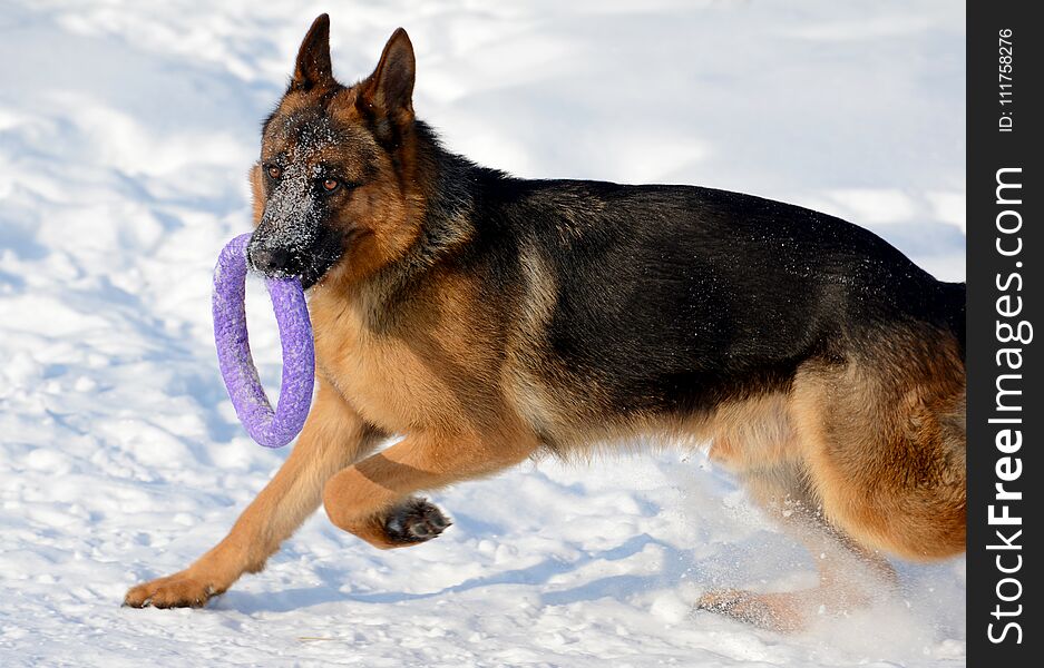 Young puppy german shepherd playing in the snow