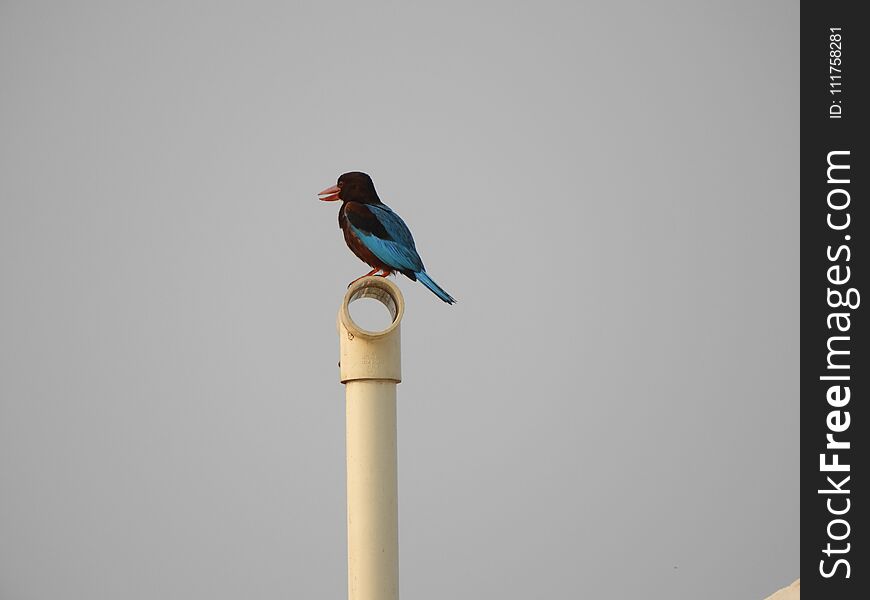 White-throated Kingfisher or Halcyon smyrnensis