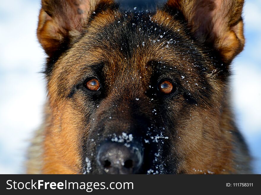 Dog German Shepherd In A Park In A Winter Day