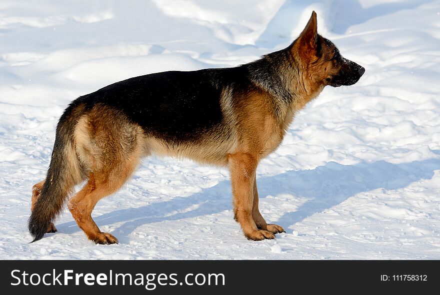 Dog german shepherd in a park in a winter day