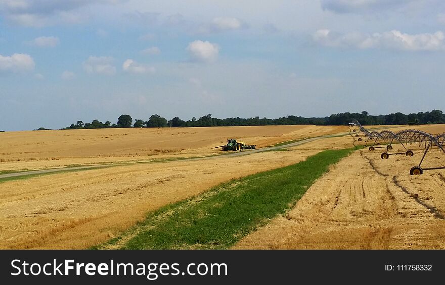 Amber Waves of Grain