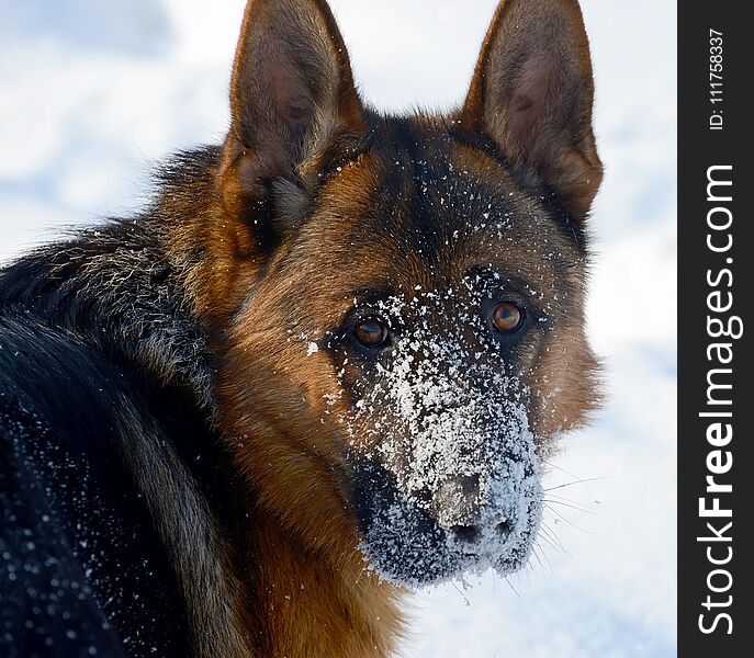 Dog german shepherd in a park in a winter day. Muzzle in snow