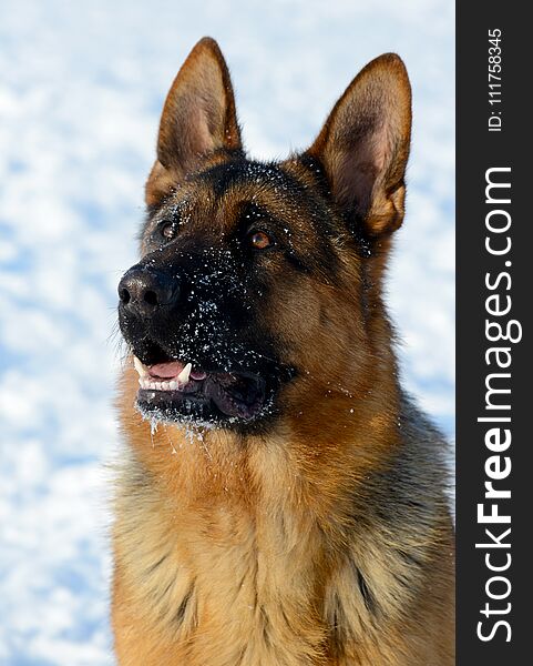 Dog german shepherd in a park in a winter day. Muzzle in snow