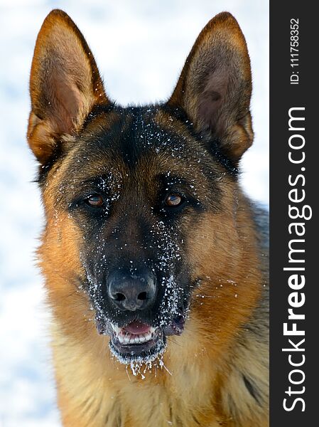 Dog german shepherd in a park in a winter day. Muzzle in snow