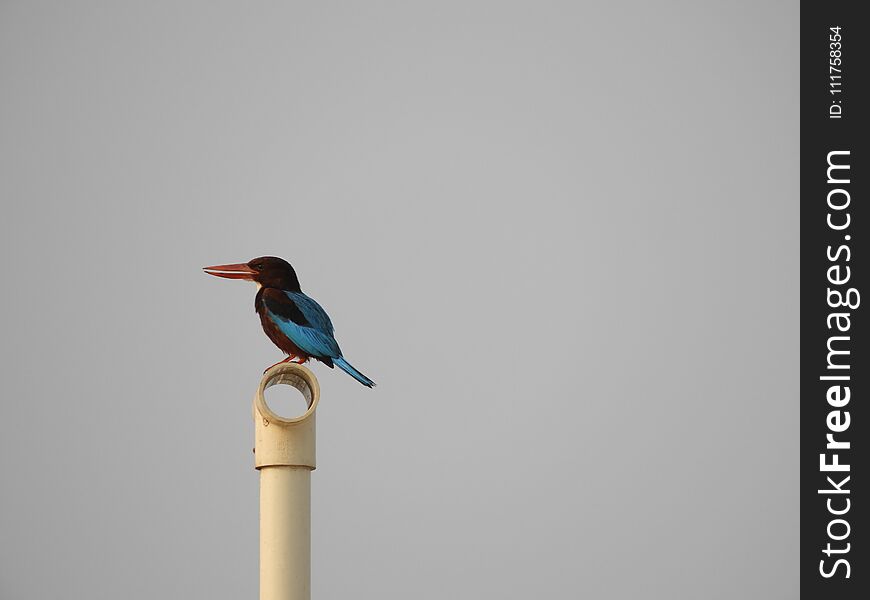 White throat kingfisher