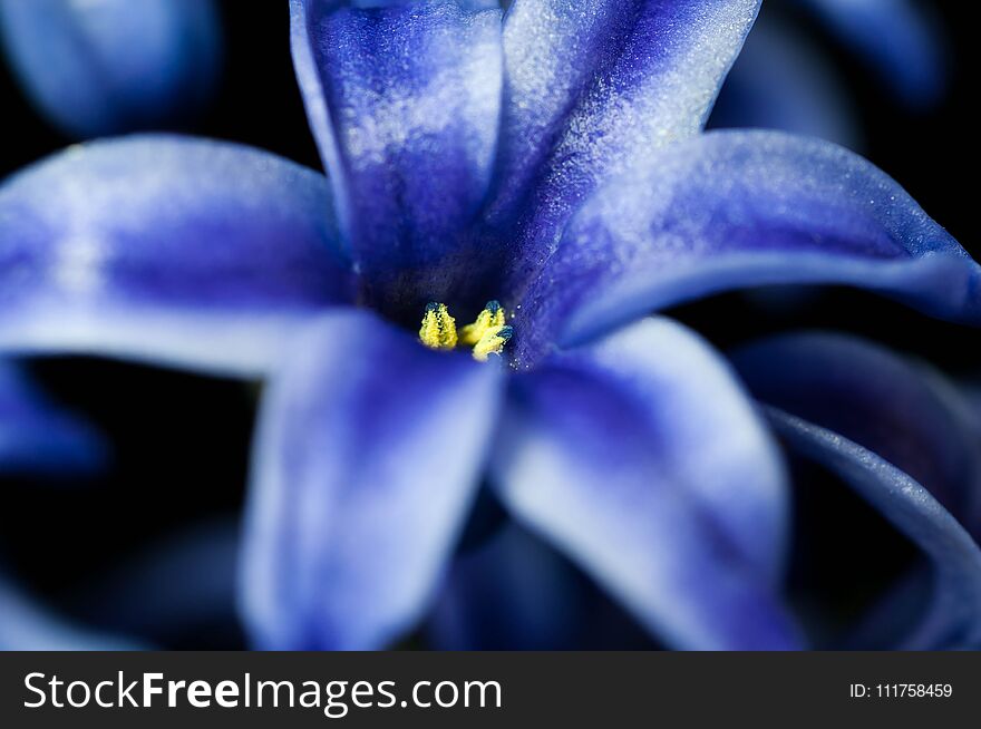 Blue hyacint close up macro shot on black background.