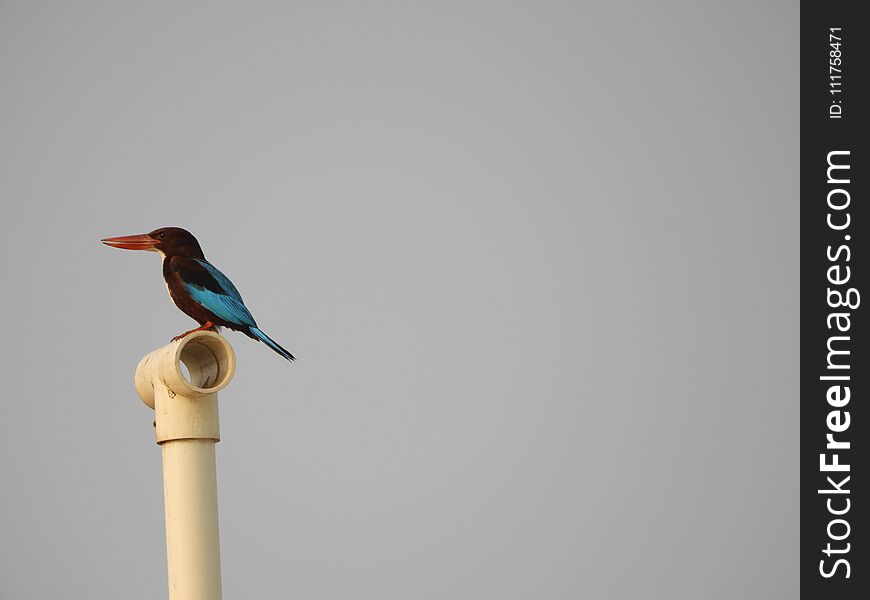 White-throated Kingfisher also called as Halcyon smyrnensis, Pelargopsis capensis blue wings in its native environment. India. White-throated Kingfisher also called as Halcyon smyrnensis, Pelargopsis capensis blue wings in its native environment. India.