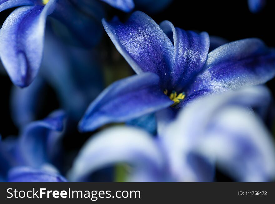 Blue hyacint close up macro shot on black background.