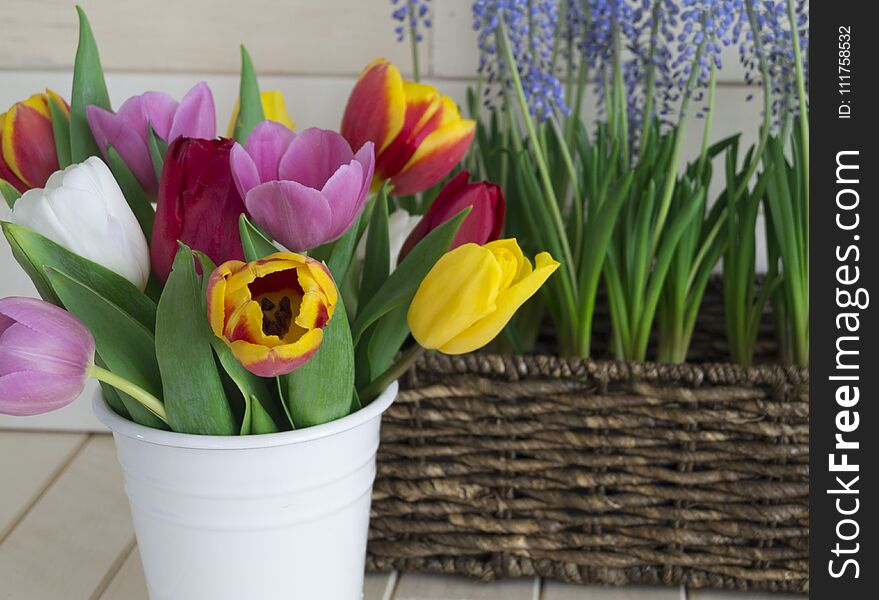 Tulips in a white vase and muscari in a basket. Easter composition. Wooden background. Beautiful flowers. Wicker brown basket. Spring bouquet. The holiday is March 8 and Mother`s Day.