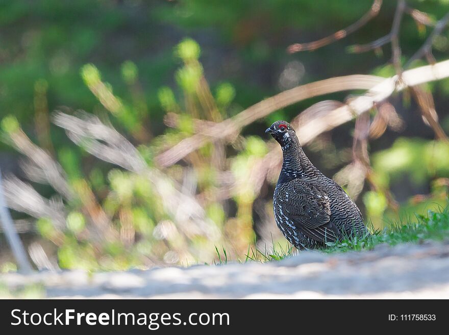 Spruce Grouse On Sunlit Forest