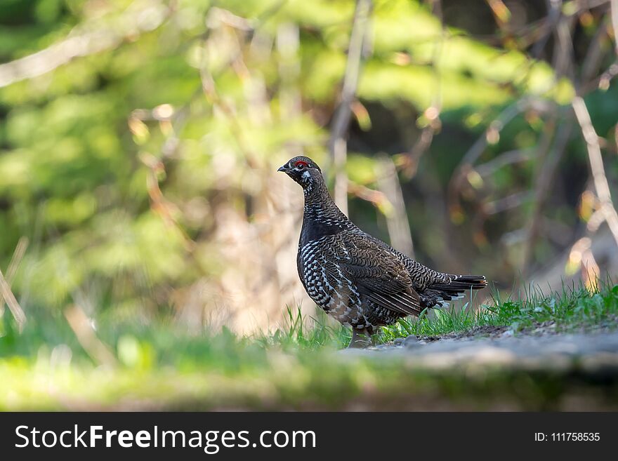 Spruce Grouse On Sunlit Forest