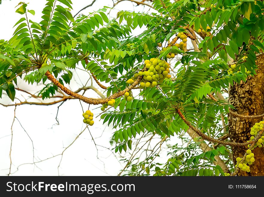 Gooseberry often produce branches and bushy.