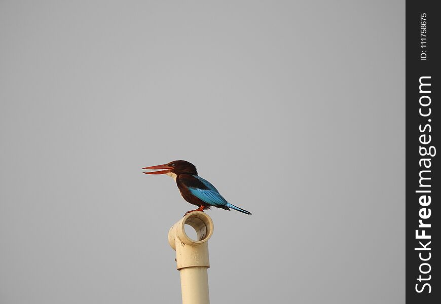 White-throated Kingfisher also called as Halcyon smyrnensis, Pelargopsis capensis blue wings in its native environment. India. White-throated Kingfisher also called as Halcyon smyrnensis, Pelargopsis capensis blue wings in its native environment. India.