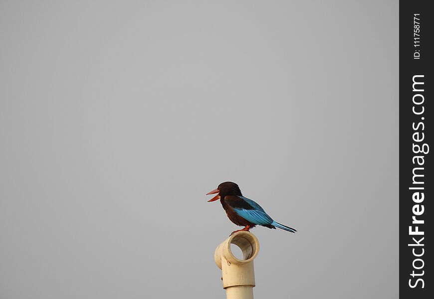 White throat kingfisher