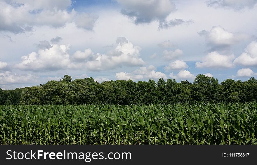 The green , green corn is as high as the sky making fast friends with puffy white clouds as they brush by. The green , green corn is as high as the sky making fast friends with puffy white clouds as they brush by.