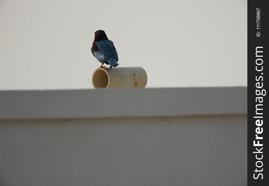 White-throated Kingfisher also called as Halcyon smyrnensis, Pelargopsis capensis blue wings in its native environment. India. White-throated Kingfisher also called as Halcyon smyrnensis, Pelargopsis capensis blue wings in its native environment. India.