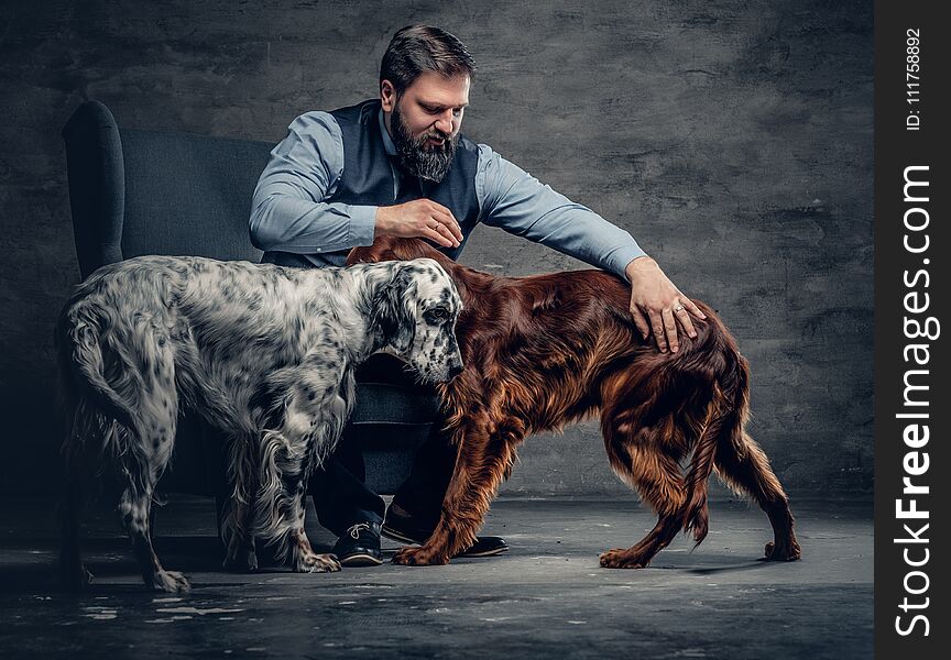 Portrait of stylish bearded male sits on a chair and his two Irish setter dogs. Portrait of stylish bearded male sits on a chair and his two Irish setter dogs.