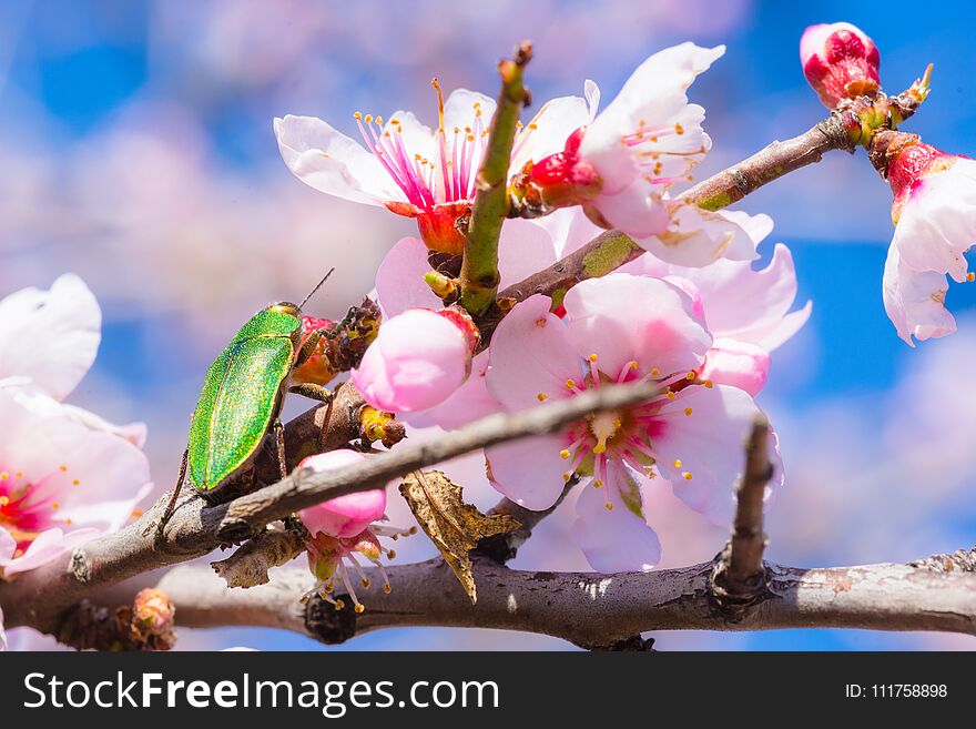 Pink Blossoms On A Almond Tree Branch Close-up