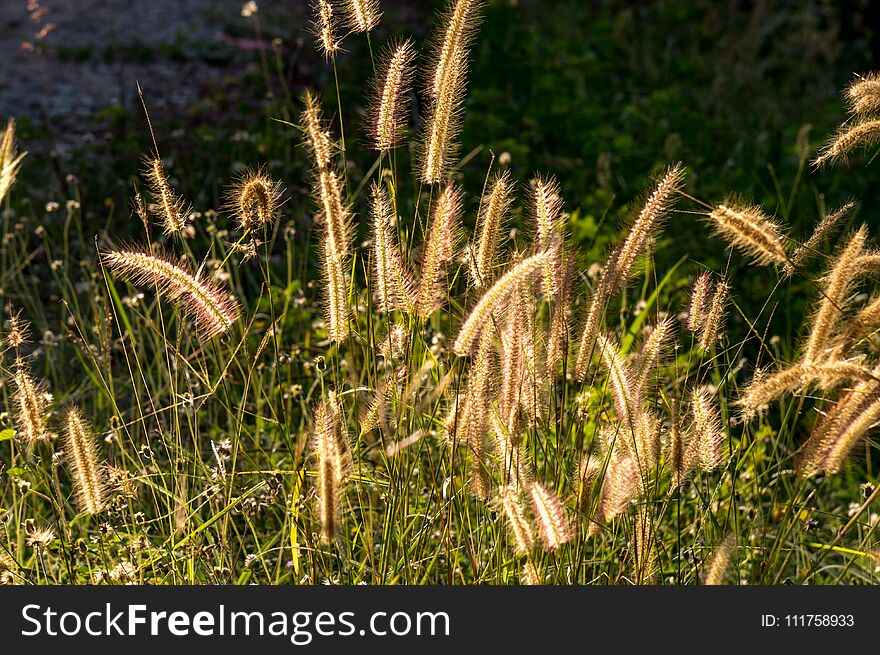 Grass flower in sunlight in morning